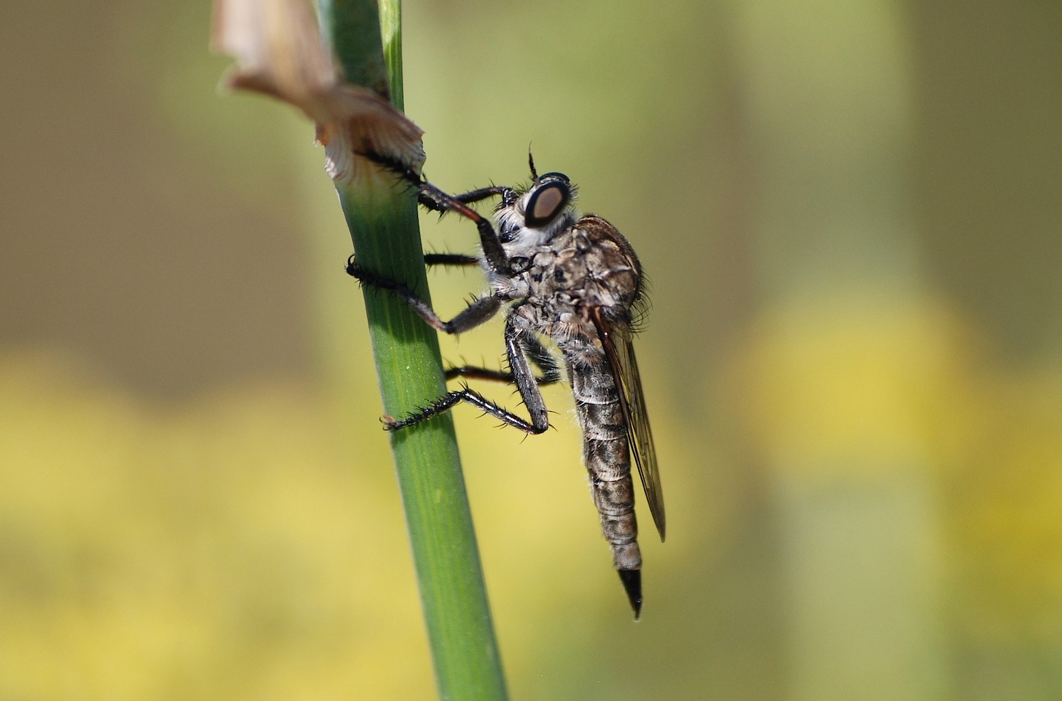 Femmina di Asilidae del gruppo Machimus